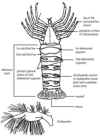 Graphic of Female (ventral view) spiny rock lobster