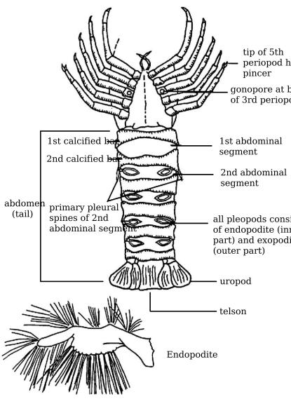 Graphic of Female (ventral view) spiny rock lobster